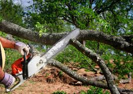 Best Grass Overseeding  in Desoto Lakes, FL