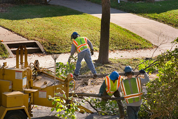 Best Tree Maintenance Programs  in Desoto Lakes, FL